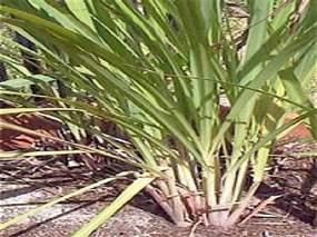 Lemongrass Type Fragrance Oil