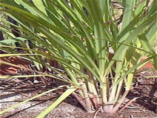 Lemongrass Type Fragrance Oil