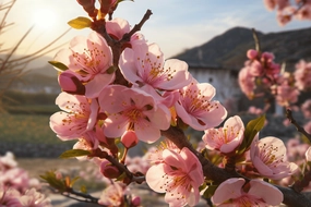 Peach Blossom Fragrance Oil