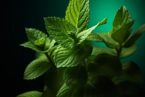 Peppermint Fragrance Oil *New & Improved*