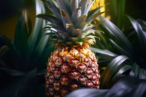 Pineapple Fragrance Oil
