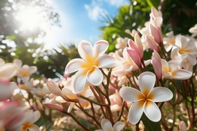 Plumeria Water Soluble Fragrance