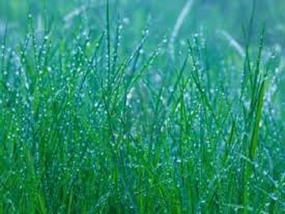 Rain & Angelica by Jo Malone Type Fragrance Oil
