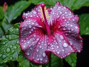 Rainforest Hibiscus Type Fragrance Oil