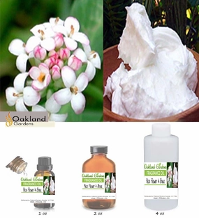 Rice Flower & Shea Fragrance Oil