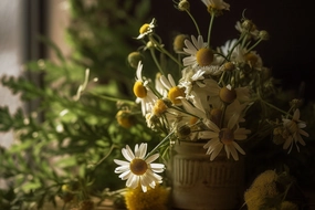 Sage & Chamomile Fragrance Oil