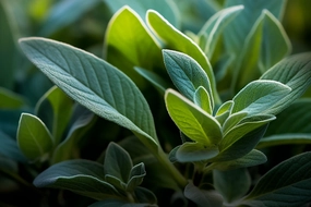 Sage Fragrance Oil *New & Improved*