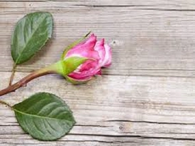 Sandalwood Rose Type Fragrance Oil