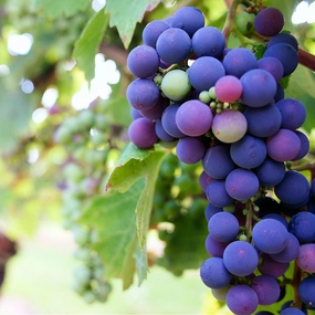 Sundrenched Vineyard (BBW type) - Premium Fragrance Oil