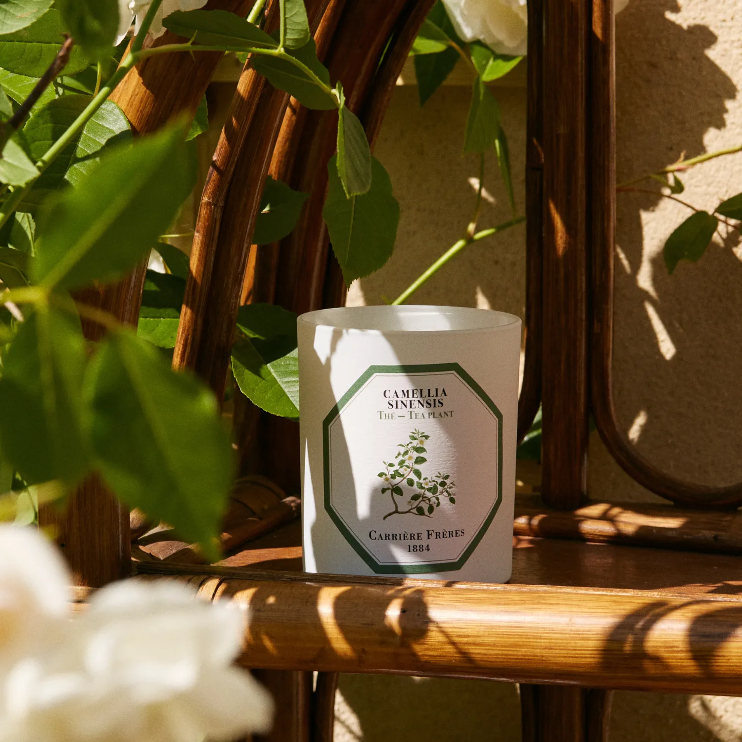Tea Plant Candle