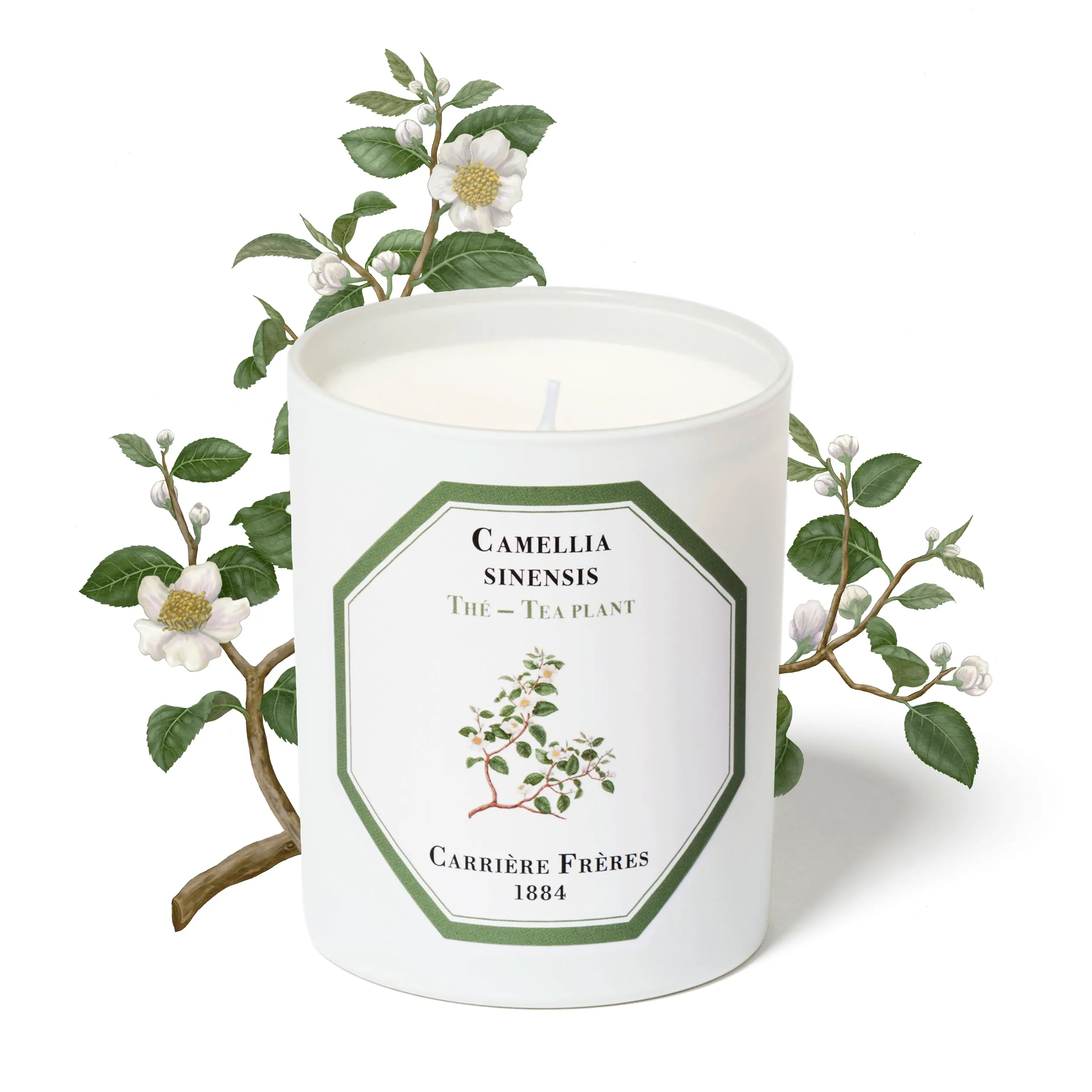 Tea Plant Candle