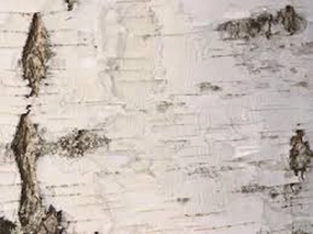 The Original by White Barn Type Fragrance Oil