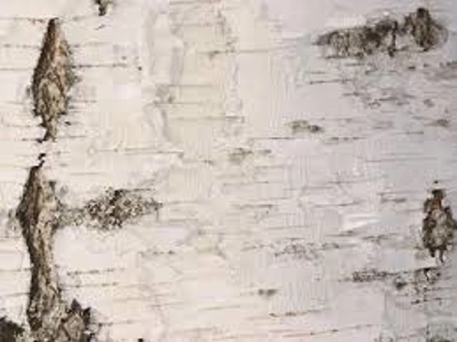 The Original by White Barn Type Fragrance Oil