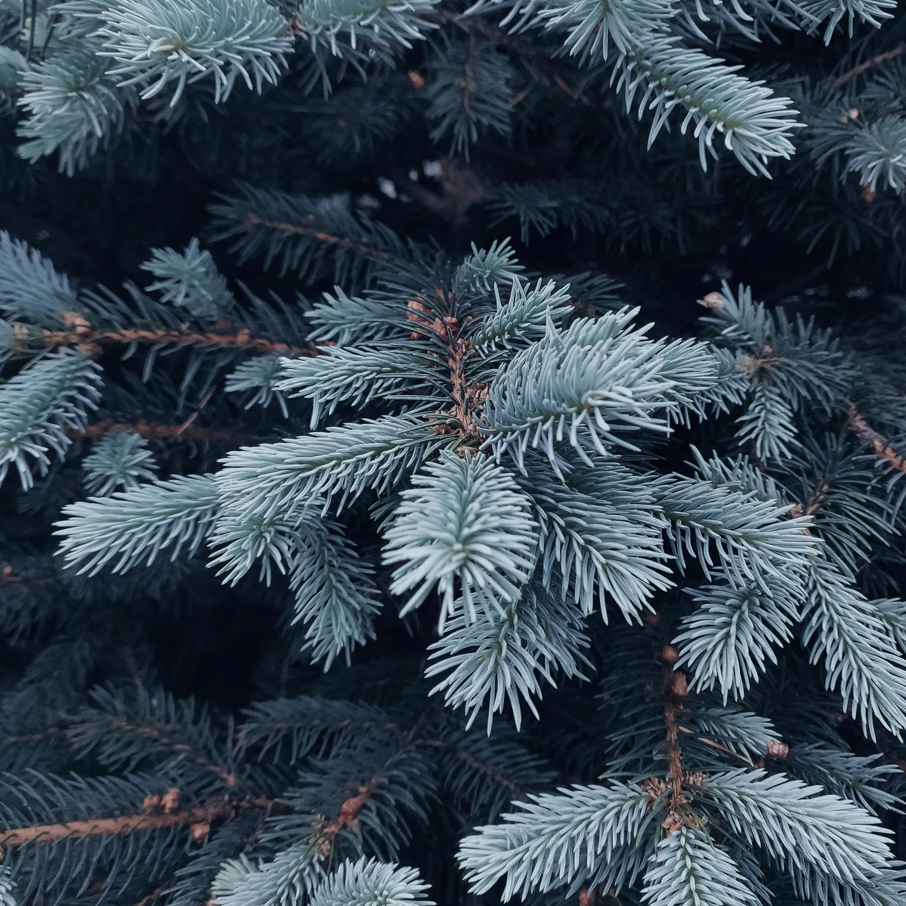 Thymes Frasier Fir Type