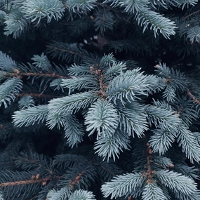 Thymes Frasier Fir Type