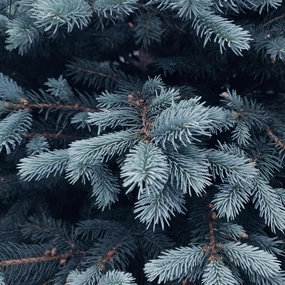 Thymes Frasier Fir Type
