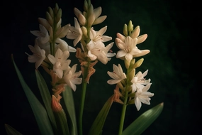 Tuberose Fragrance Oil