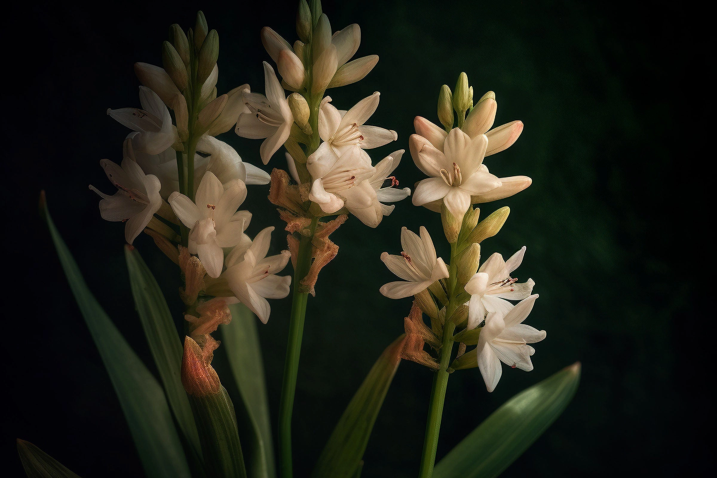 Tuberose Fragrance Oil