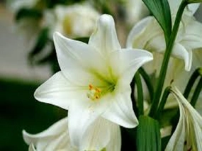 White Lily & Amber by Peak Type Fragrance Oil