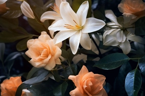 White Musk Fragrance Oil