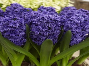 Wild Hyacinth by Mad Oils Type Fragrance Oil