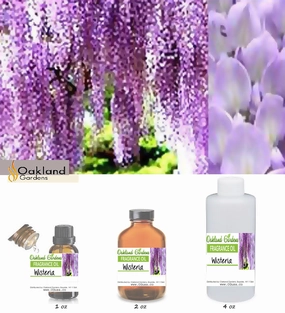 Wisteria Fragrance Oil