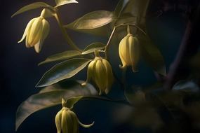 Ylang Ylang Fragrance Oil * New & Improved*